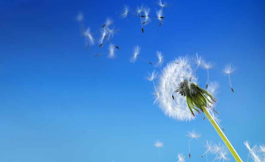 Allergie pollen : la moustiquaire comme solution efficace et naturelle