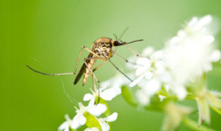 Quels sont les meilleurs anti-moustiques naturels et écologiques ?