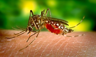 Comment lutter efficacement contre les moustiques ?